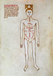 Surgery: Representation of the Human Body. Miniature in 