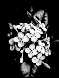 Flower No. 26, 2025