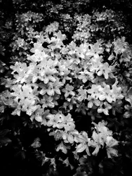 Flower No. 2