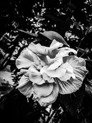 Flower No. 39