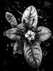 Flower No. 45