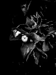 Flower No. 52