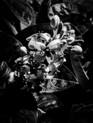 Flower No. 7, 2025