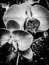 Flower No. 9