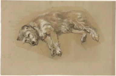 Lying Dog