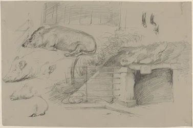 Sketch Sheet with Studies of Pigs in the Wild Boar Park in Artis