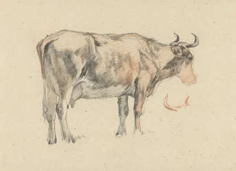 Standing Cow, Facing Right