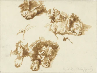 Studies of a Dog