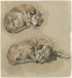 Two Studies of a Lying Dog