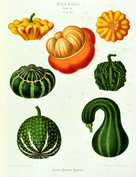 Marrows: from the Album Benary, Tab. XV