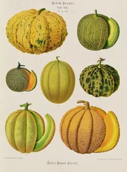 Melons: Tab. XIX, from the Album Benary