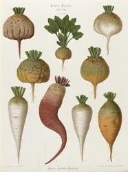 Turnips, from the Album Benary, Tab. XIII