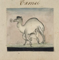 Mother Camel and Her Calf