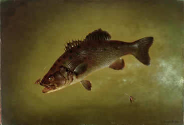 Black Bass, 1872