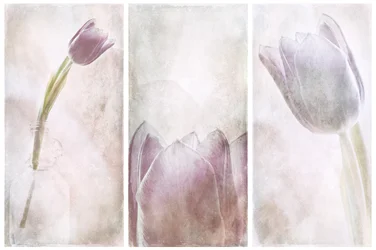 Lavender Tulip Dream
