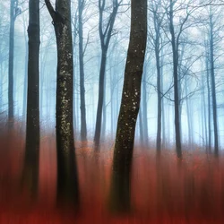 Misty Forest Dream