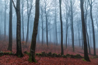 Misty Forest Path