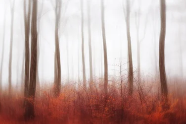 Misty Red Forest
