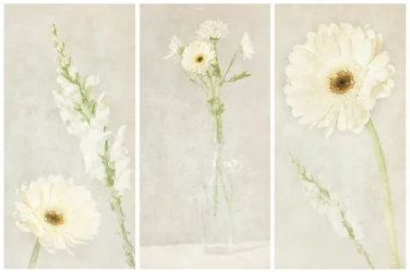 Soft White Blooms