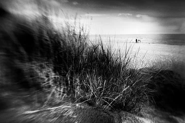 Windswept Dune Grass