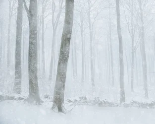 Winter Snowfall Forest