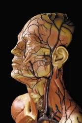 (Detail) of a Male Anatomical Ecorche Model, Displaying Muscles, Arteries and Veins, the Circulation and Nervous System