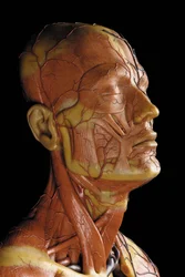 Detail of a male anatomical ecorche model, displaying muscles, arteries and veins, the circulation and nervous system