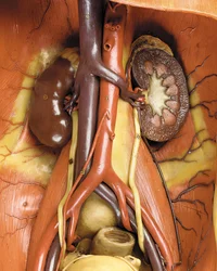 Detail of a male anatomical ecorche model, displaying muscles, arteries and veins, the circulation and nervous system