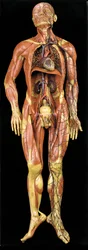 Male anatomical écorché model, displaying muscles, arteries and veins, the circulatory and nervous systems