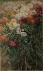Chrysanthemums in the Garden at Petit-Gennevilliers