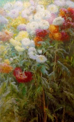 Massif of Chrysanthemums, Garden of Petit Gennevilliers