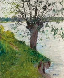 Willow by the River
