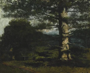 Cedar Tree at Hauteville