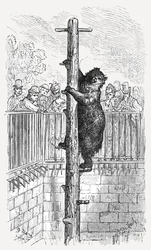 The Bear Pit - Zoological Gardens