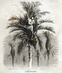 The ligation of the palm trees in Elche, with the aim of preserving the whiteness, in order to braid them, drawing by Gustave Dore, to illustrate his journey to Spain, in 1862, with Ch. Davillier. Engraving in Le tour du monde, edited by Edouard Charton