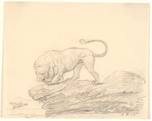 A Lion on a Rock. It Watches a Passing Bird
