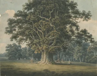Needwood - Swilcar Oak