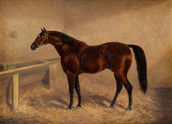 Wenlock: A Bay Racehorse, in a loose box (c.1881-1903)