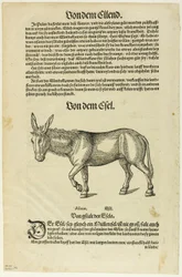 Illustration from "Thierbuch", plate 42 from Woodcuts from Books of the XVI Century