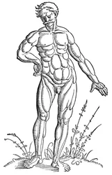 Anatomy - Man