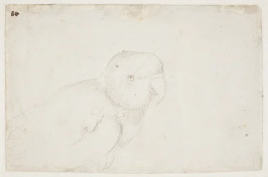 Budgerigar