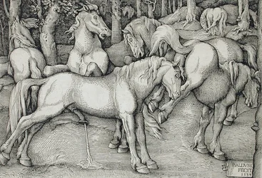 Stallion and Kicking Mare amid a Group of Wild Horses in the Forest