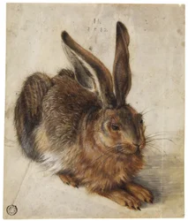 A Hare