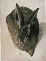 A Lying Hare, Seen from the Front