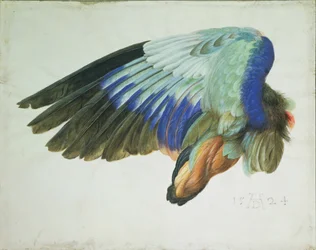 The Right Wing of a Blue Roller