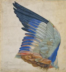 Wing of a Blue Roller, copy of an original by Albrecht Durer