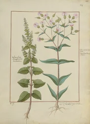 Illustration from the Book of Simple Medicines by Mattheaus Platearius