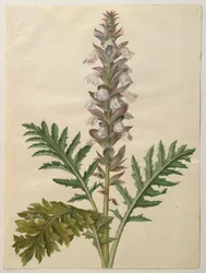 Acanthus mollis from the album Gottorfer Codex