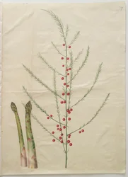 Asparagus officinalis from the album Gottorfer Codex
