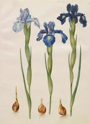Iris xiphiodes from the album Gottorfer Codex